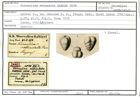 Karteikarte zum Holotyp von Verneulina rotundata Karrer, 1878